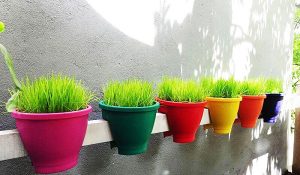 cách trồng lúa cảnh