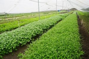 phân hữu cơ cho vườn rau