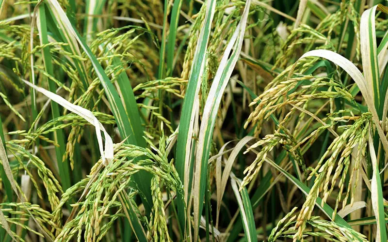 bệnh bạc lá trên lúa