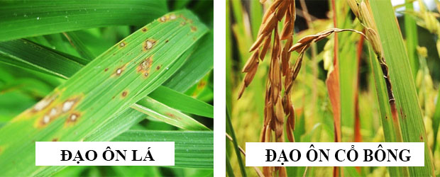 bệnh đạo ôn lá và bệnh đạo ôn cổ bông