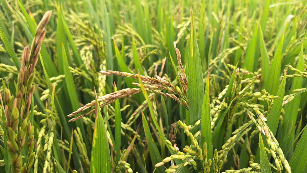 bệnh lem lép hạt