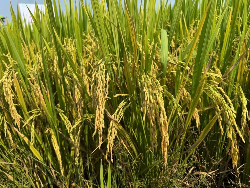 bệnh lem lép hạt vụ hè thu