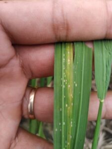 rầy phấn trắng hại lúa