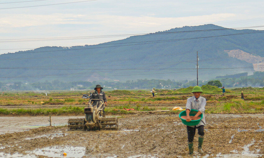 Xuống giống vụ hè thu