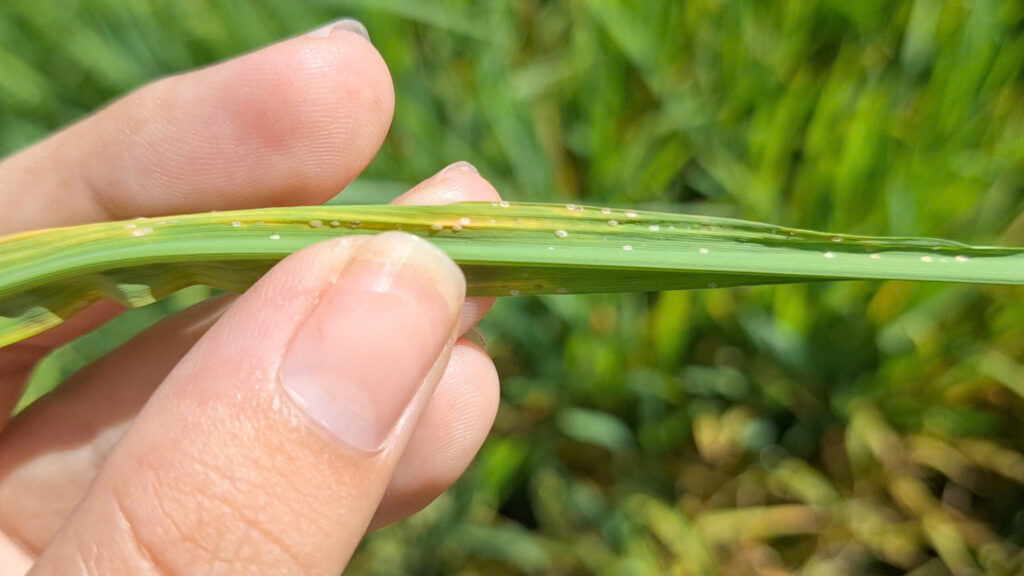 Rầy phấn trắng gây hại cho cây lúa