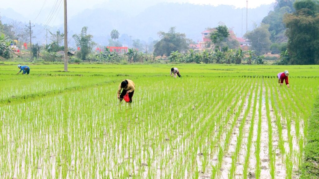 gieo sạ lúa trên ruộng