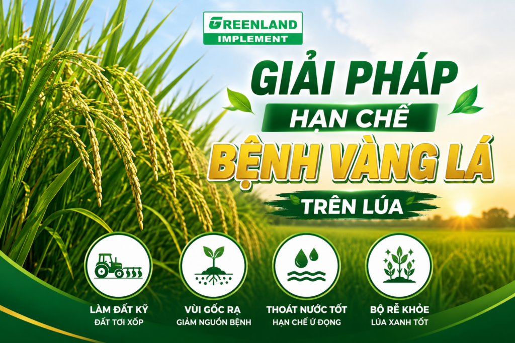Giải pháp hạn chế bệnh vàng lá trên lúa Giải pháp hạn chế bệnh vàng lá trên lúa