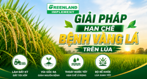 Các giải pháp hạn chế bệnh vàng lá trên lúa