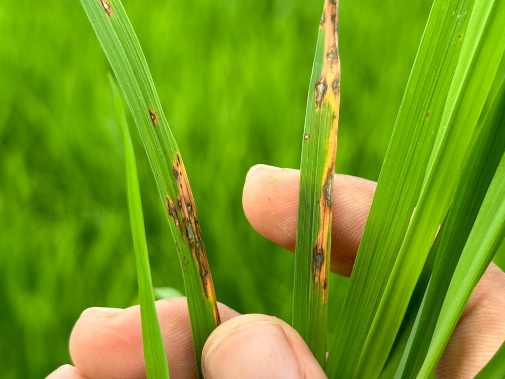 Vụ lúa hè thu -Bệnh đạo ôn trên lá Vụ lúa hè thu -Bệnh đạo ôn trên lá